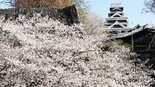 熊本城　日本さくら名所100選