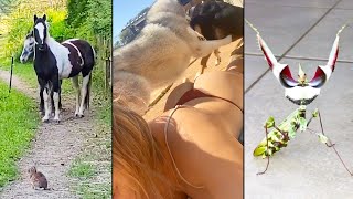 animale mega compilatie