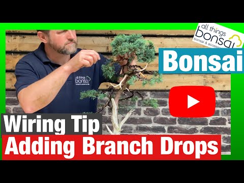 Wiring Tips: adding branch drops to increase number of branches on bonsai trees