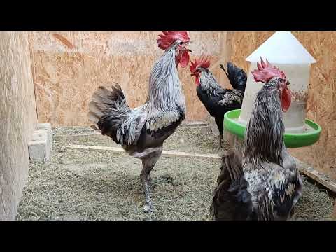 Denizli Langkräher kräht 31 Sek. Denizli Horozu 31 sn. ötüyor