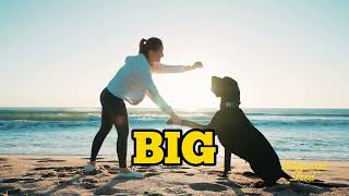 Hollywood Feed 🐾 Hollywood Feed – “Whatever Their Breed, Hollywood Feed Has What You Need”