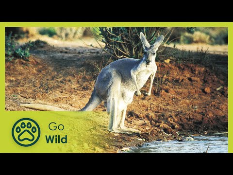 download lagu mp3 mp4 Australia Nature Documentary, download lagu Australia Nature Documentary gratis, unduh video klip Australia Nature Documentary