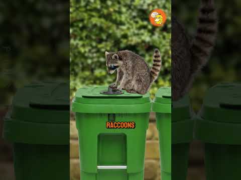 Inside The Great Trash War