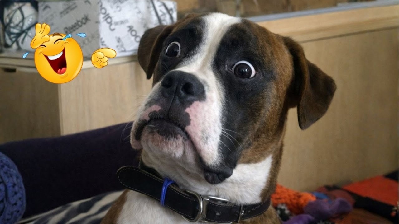 You Can’t Stop Laughing At These Dogs 🤣 FUNNIEST DOGS Video 2026