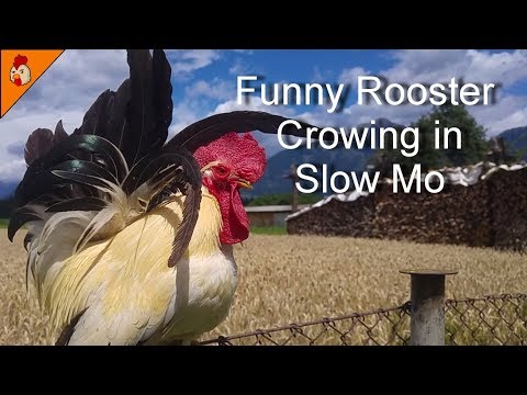 Funny Rooster Crowing in Slow Mo -Top 25 Roosters Crowing Super Slow Compilation 2018