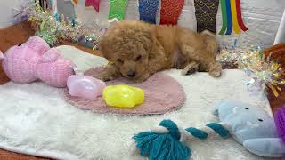 トイプードルの動画01