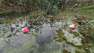 Pescaria Raíz de tirar o fôlego vendo o tamanho dessas Brutas, veja a bóia afundar Rio thomaizao 