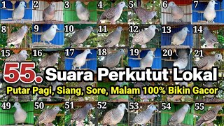Download lagu 55 Perkutut lokal gacor Suara & irama berbeda untuk masteran 100% bikin gacor mp3 Download lagu 55 Perkutut lokal gacor Suara & irama berbeda untuk masteran 100% bikin gacor mp3