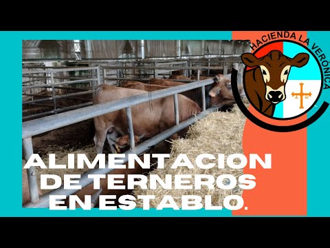 , title : 'ALIMENTACIÓN DE TERNEROS EN ESTABLO...'