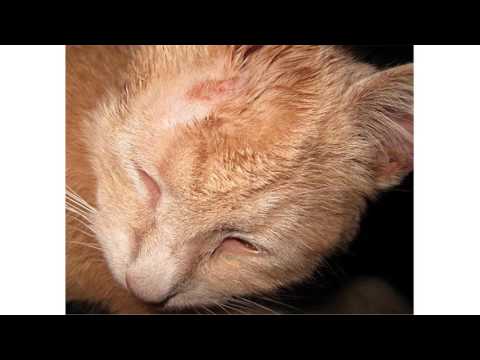 cat ringworm treatment