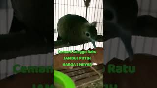 Download lagu Perkutut Harga 1 Milyar mp3