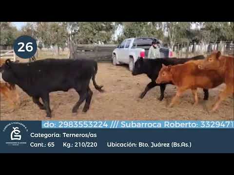 Lote M Y H - Bto Juárez Bs As