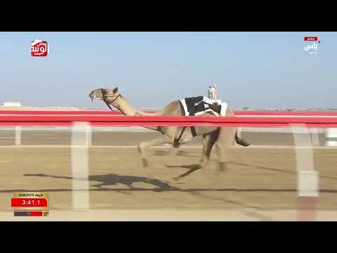ش 10 (فبركه) لـ محمد سعيد بن سالم الزرعي 9:05:80 ، مهرجان ختامي الوثبة 2026/05/13 إيذاع