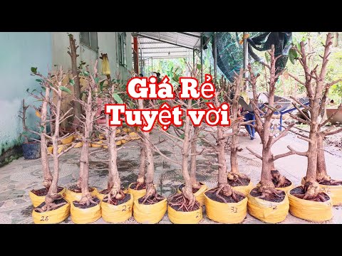 Mến📲0373.253.427GL:Mai vàng rất Rẻ.ngày(26/08). Mến mai vàng chợ gạo.