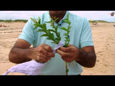 OFFICIAL TRAILER "SEVE" Movie Teaser!