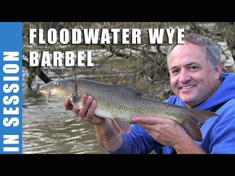 Floodwater Barbel On The River Wye