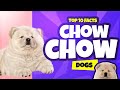 Top 10 Facts On Chow Chows Chow Chow Dogs 101