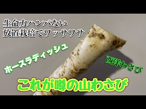 ホースラディッシュ、ホースラディッシュ 植物