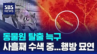 동물원 탈출 늑구, 사흘째 수색 중..행방 묘연 / SBS