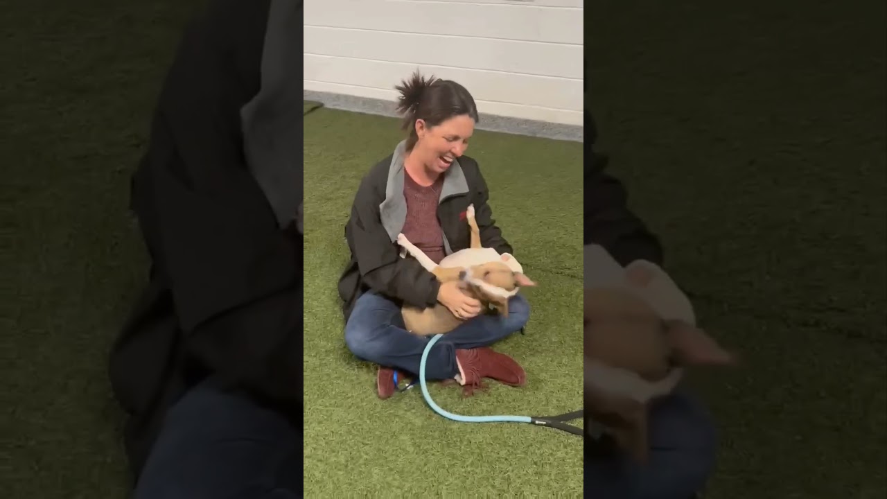Enlarge Festus, a Adoptable Mixed Breed in Fredericksburg, VA video 1/1