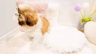 シーズーの動画01