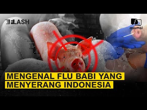 , title : 'Mengenal Flu Babi Afrika yang Menyerang Indonesia - Asumsi Flash'