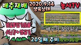 배추재배, 비료투입기로 배추 추비주기와 배추 생육상황 [농사TV]
