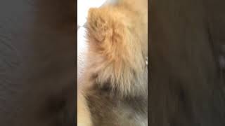 ほぼほぼ初めてのブラッシング！#犬のいる暮らし #犬のいる生活 #犬の動画# #犬 #ポメラニアン