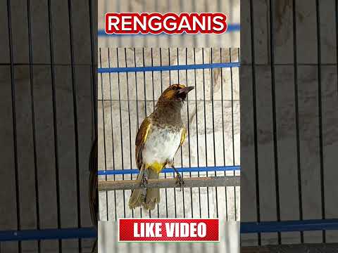 RENGGANIS GACOR #rengganis #rengganisgacor #cucakwilis #cucakwilisgacor #burungmasteran #kicaumania