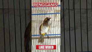 Download lagu RENGGANIS GACOR #rengganis #rengganisgacor #cucakwilis #cucakwilisgacor #burungmasteran #kicaumania mp3