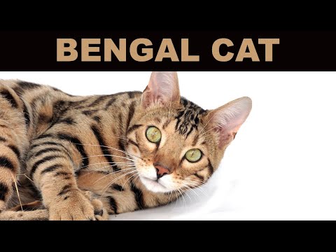 Bengal Cat – History and Characteristics
