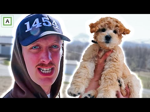 Jeg har fått meg hund og dette er en dag i livet mitt (WOW!)