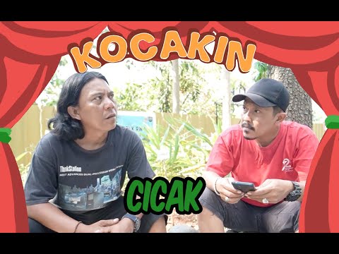 kocakin-cicak
