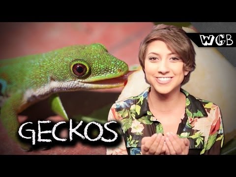 Geckos Can Do Way More Than Sell Insurance!