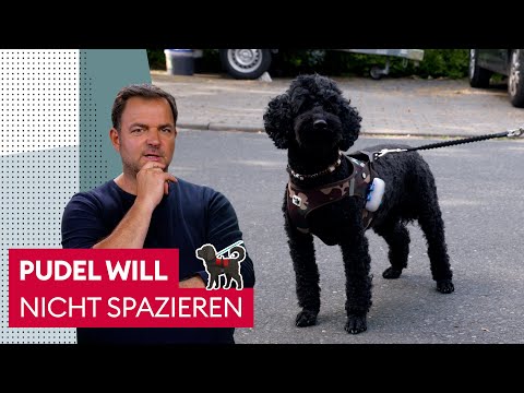 Warum will Coco nicht mit ihrem Herrchen Gassi gehen? | Der Hundeprofi