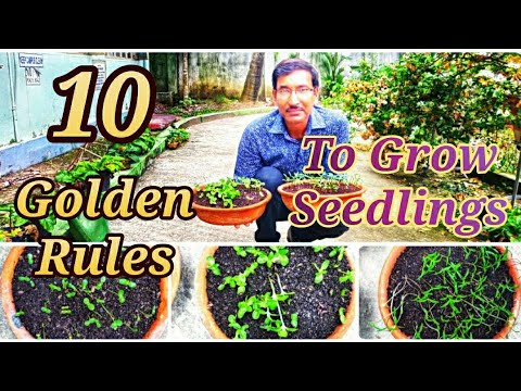, title : '10 Golden Rules of Starting Seeds or Growing Seedlings at Home