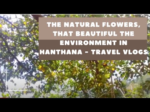 The knuckles mountain forest that have very valuable and ancient plants - Thilina Vlogs