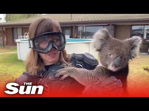 British TV reporter pranked into thinking koala was dangerous 'drop bear'