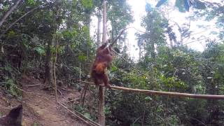 preview picture of video 'Orangutans in Bukit Lawang, Sumatra'