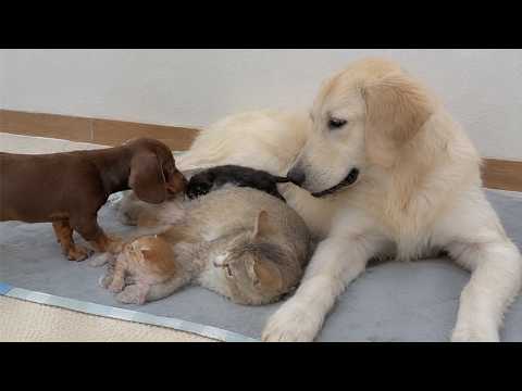 YouTube 썸네일