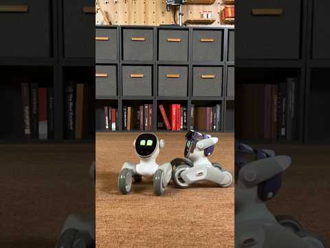 Meet Loona, your trusty companion robot, 🤖 #robotics #futuretech #robotics #companionrobot #loona