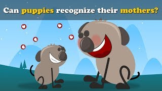 Can Dogs recognize their Moms? + more videos | #aumsum #kids #science #education #children
