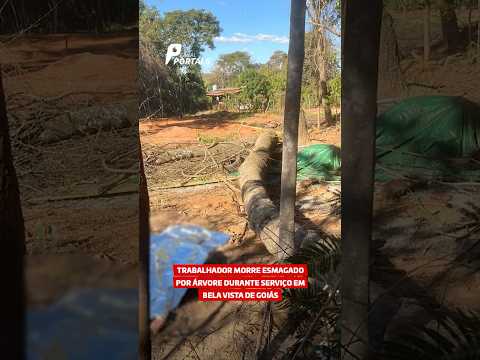 Trabalhador morre esmagado por árvore durante serviço em Bela Vista de Goiás