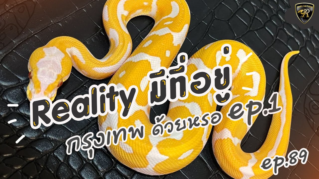 รีวิวงูบอลนำเข้าใหม่ล่าสุด ที่กรุงเทพ 🐍[#RealityBallPython] [EP.89]🐍