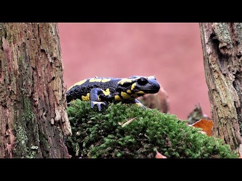 Artenforum Feuersalamander