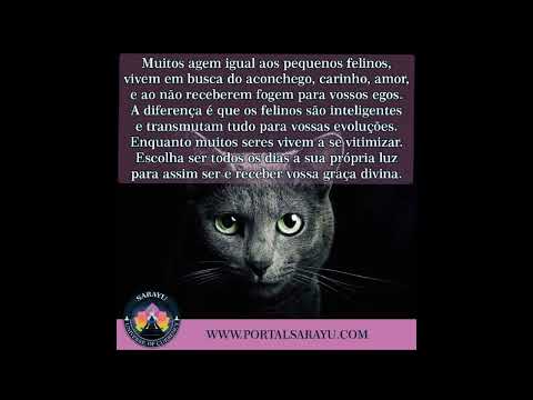 Sarayu - Atitudes Felinos