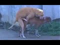 Dog Matting Sex Video S Net