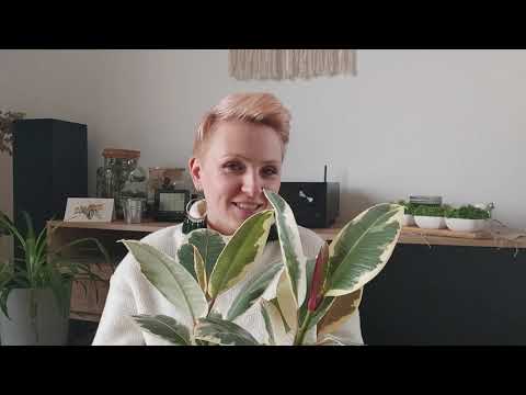 Fikus Tineke | Ficus Elastica Tineke | Mój nowy nabytek | Jak pielęgnować Fikusa? Jak rozmnażać? |
