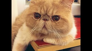 Adorable Exotic Shorthair Cat Uncletwo