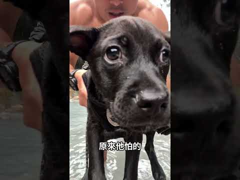 快四個月大的黑熊顛覆了我的認知，他竟然最怕這個！ #pets #搞笑 #狗訓練 #搞笑 #黑狗 狗 #animals